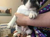 SAFKAN 2 AYLIK FRENCH BULLDOGG