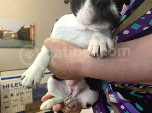 Safkan 2 Aylik French Bulldogg