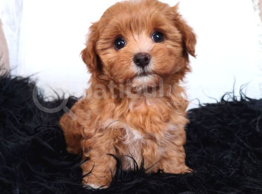 Orange Dişi Maltipoo