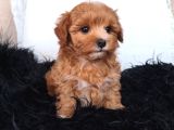 Orange Dişi Maltipoo