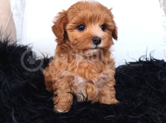Orange Dişi Maltipoo görsel