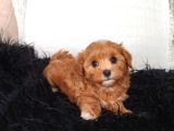 Orange Dişi Maltipoo