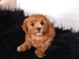 Orange Dişi Maltipoo