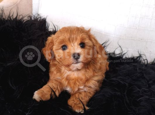 Orange Dişi Maltipoo görsel
