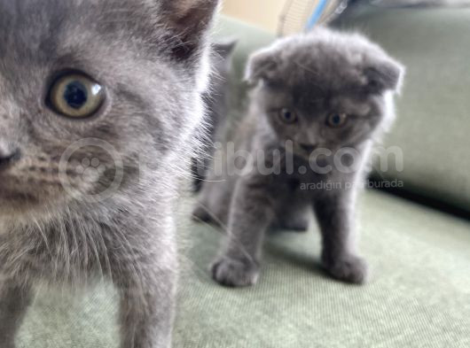 British Longhair-Scotish Fold Yavru Kedi görsel