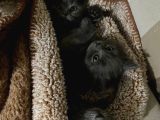British Longhair-Scotish Fold Yavru Kedi