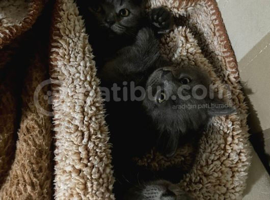 British Longhair-Scotish Fold Yavru Kedi görsel