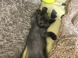 British Longhair-Scotish Fold Yavru Kedi
