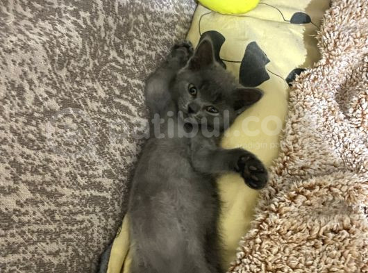 British Longhair-Scotish Fold Yavru Kedi