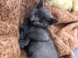British Longhair-Scotish Fold Yavru Kedi