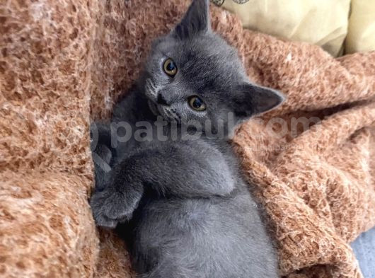 British Longhair-Scotish Fold Yavru Kedi görsel