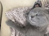 British Longhair-Scotish Fold Yavru Kedi