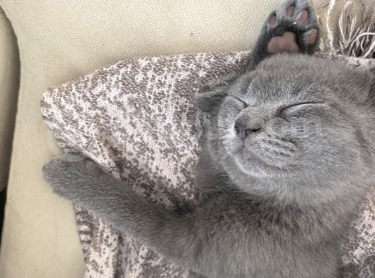 British Longhair-Scotish Fold Yavru Kedi görsel