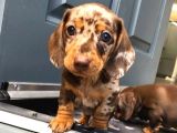  CHOCOLATE MERLE DACSHUND EN ÖZEL