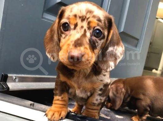 Chocolate Merle Dacshund En Özel