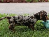 Chocolate Merle Dacshund En Özel