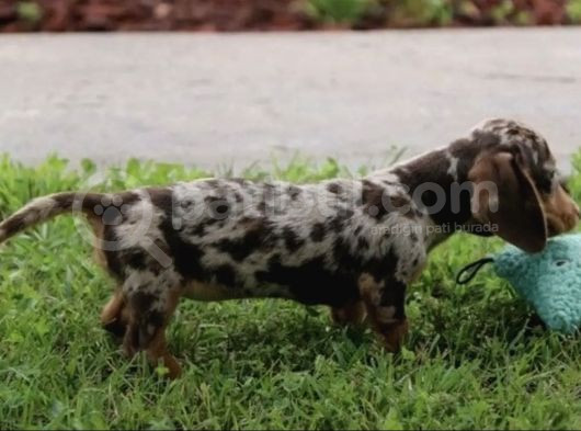 Chocolate Merle Dacshund En Özel görsel