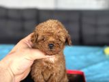 Teacup Orji̇nal A Kali̇te  Poodle Bebeği̇mi̇z