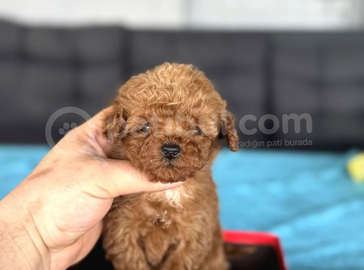 Teacup Orji̇nal A Kali̇te  Poodle Bebeği̇mi̇z görsel