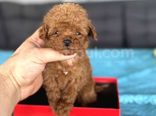 Teacup Orji̇nal A Kali̇te  Poodle Bebeği̇mi̇z