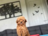 Teacup Orji̇nal A Kali̇te  Poodle Bebeği̇mi̇z