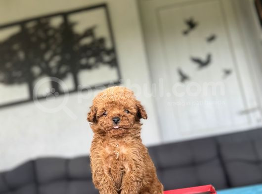 Teacup Orji̇nal A Kali̇te  Poodle Bebeği̇mi̇z görsel