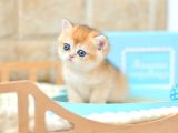 Altın yumoş Golden British Shorthair yavrumuz