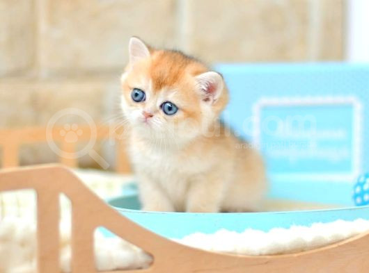 Altın Yumoş Golden British Shorthair Yavrumuz