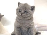 Vazgeçilmez Gri British Shorthair Yavrumuz