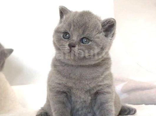 Vazgeçilmez Gri British Shorthair Yavrumuz görsel