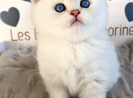 İnci Gibi Işıldayan Silver British Shorthair Ns1133 görsel