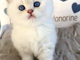 İnci Gibi Işıldayan Silver British Shorthair NS1133