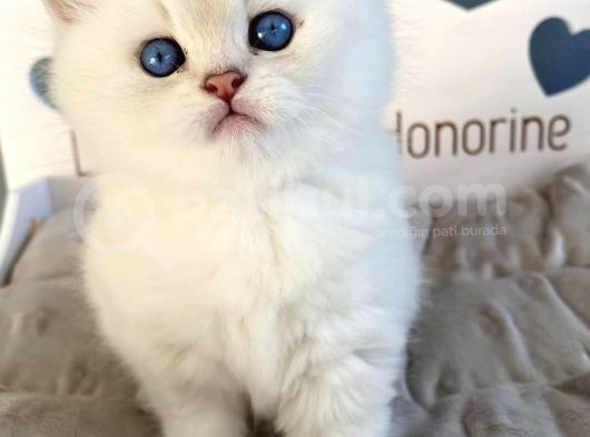 İnci Gibi Işıldayan Silver British Shorthair Ns1133