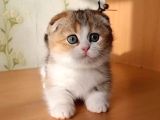 Kıvrık Kulaklı Golden Scottish Fold Shorthair