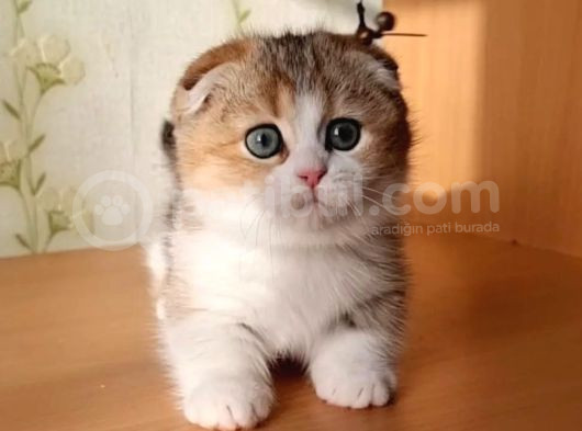 Kıvrık Kulaklı Golden Scottish Fold Shorthair