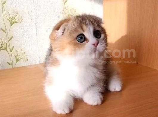 Kıvrık Kulaklı Golden Scottish Fold Shorthair görsel