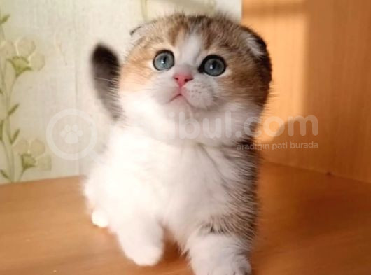 Kıvrık Kulaklı Golden Scottish Fold Shorthair görsel