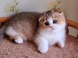 Kıvrık Kulaklı Golden Scottish Fold Shorthair