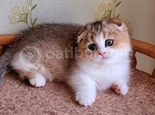 Kıvrık Kulaklı Golden Scottish Fold Shorthair görsel
