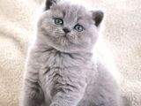 Vazgeçilmez Gri British Shorthair yavrumuz
