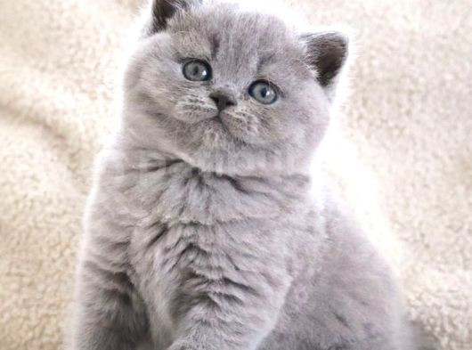 Vazgeçilmez Gri British Shorthair yavrumuz