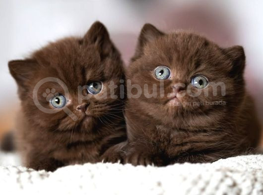 Minik Mocha Chocolate British Shorthair