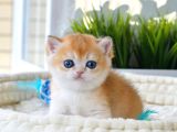 Altın Yumoş Golden British Shorthair Yavrumuz