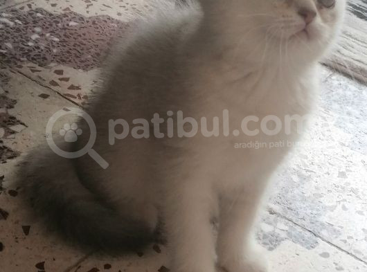 Pamuk Kızım görsel