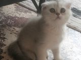 Pamuk Kızım