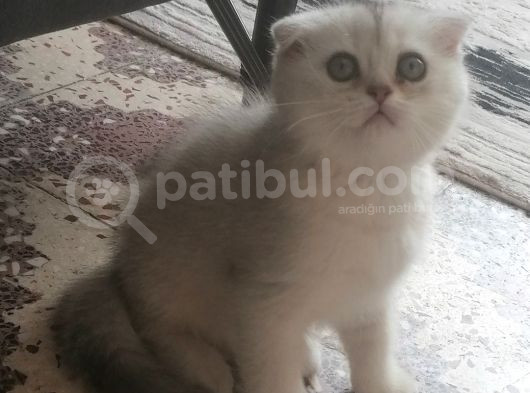 Pamuk Kızım görsel