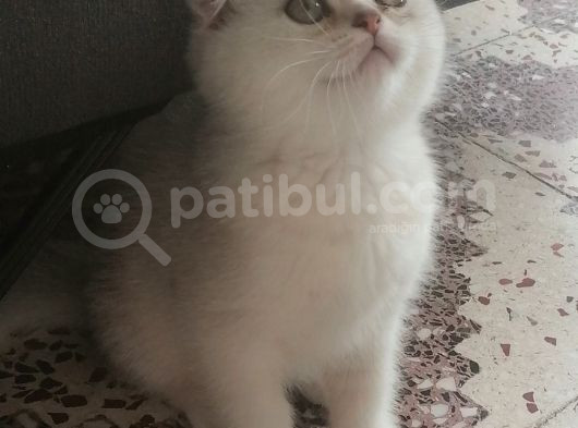 Pamuk Kızım görsel