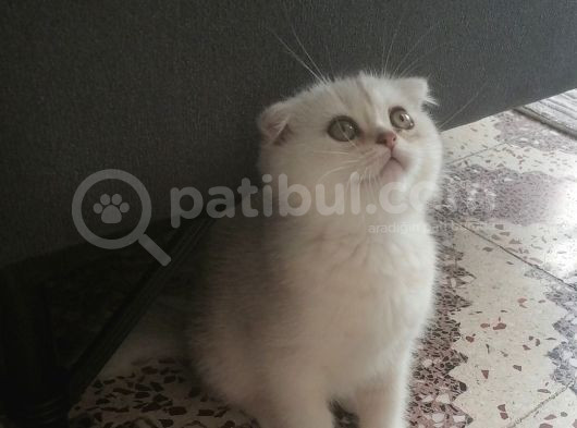 Pamuk Kızım
