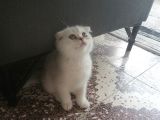 Pamuk Kızım