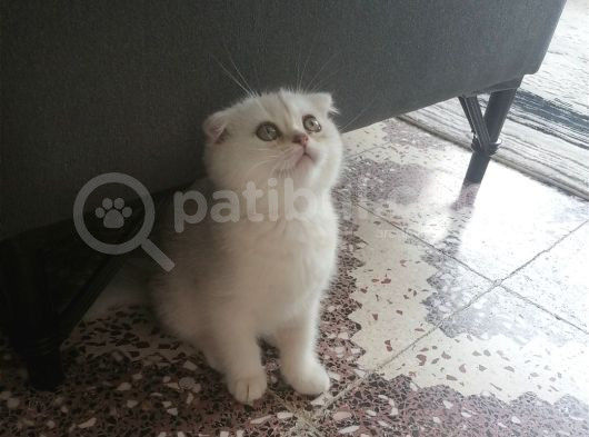 Pamuk Kızım görsel